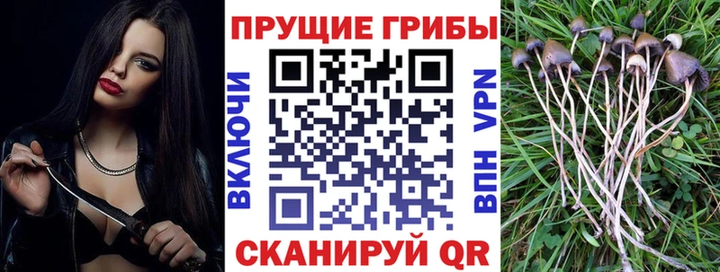 Галлюциногенные грибы Cubensis  Вязьма 